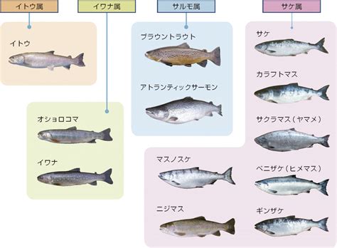 有鱗魚種類|分類学講座